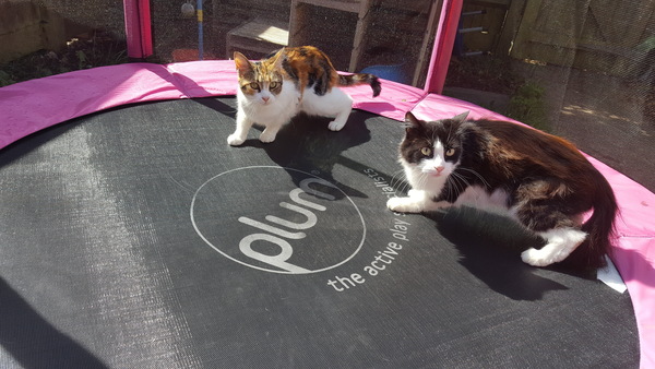 The Friendly Frugaleers - Furtively planning Christmas, as August arrives