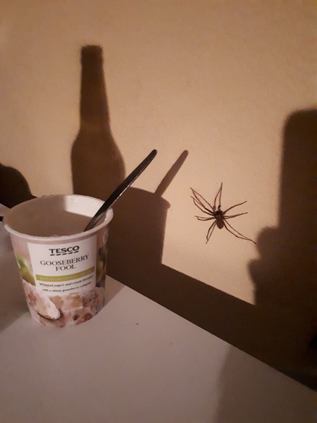 Spiders