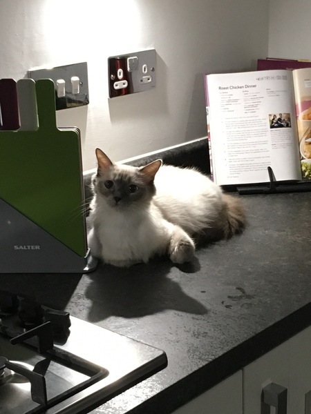 Obedient cat