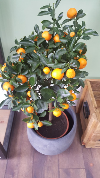 Citrus plants