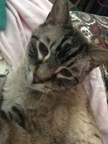 Tabby appreciation thread (with pics)