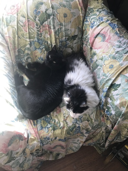 Happy Black Cats Appreciation day!