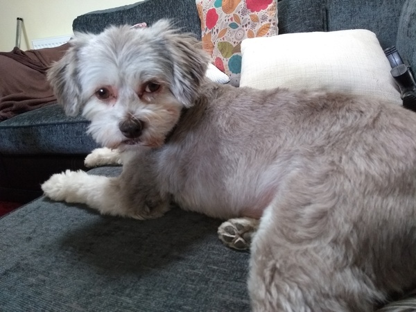 To think Mumsnet don’t approve of any dog?