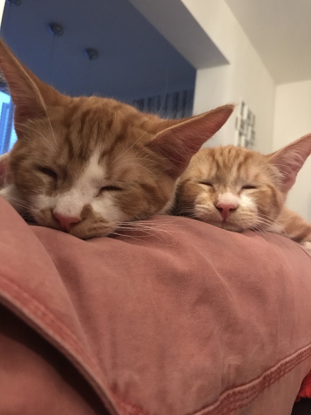 I just love my cat babies!!