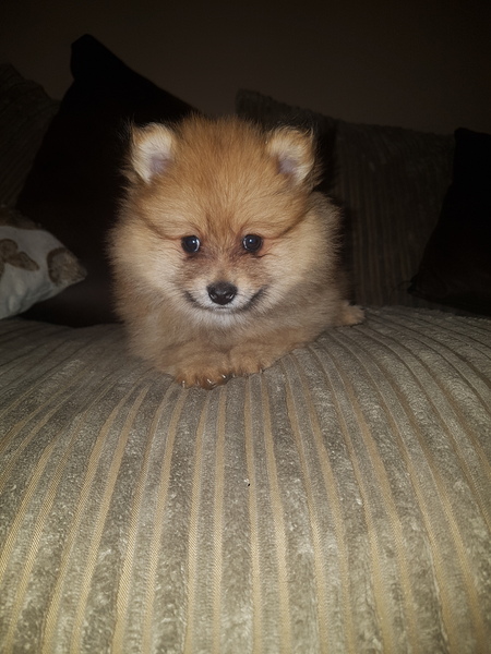 Help me name this ball of fluff!!!