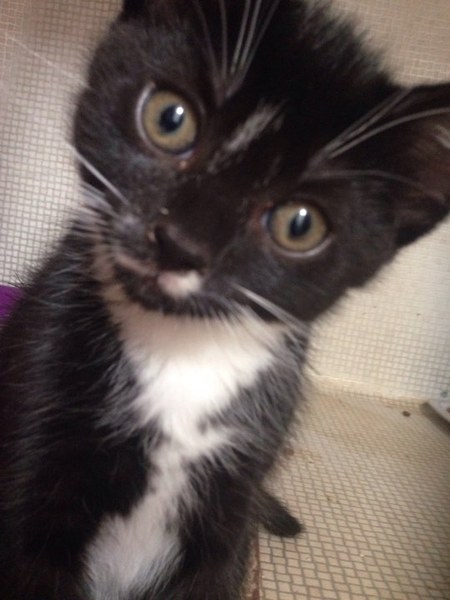 To think my new kitten is far too Cute?