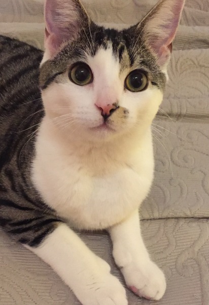 Tabby appreciation thread (with pics)