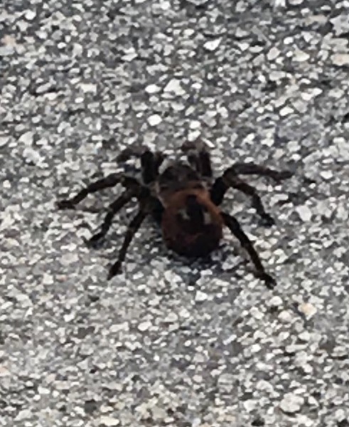 Giant Spider (no photo from me)