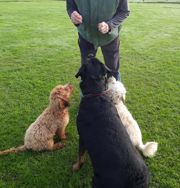 To think Mumsnet don’t approve of any dog?