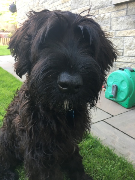 To think Mumsnet don’t approve of any dog?
