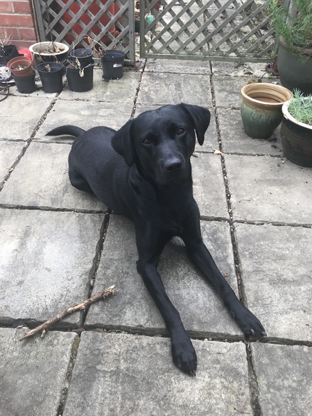 Tell me about your Labrador