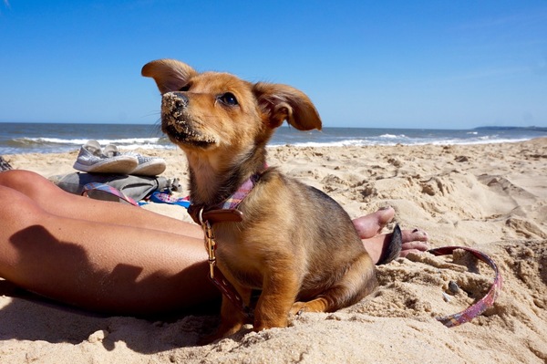 Potential puppy farmed 'pure' Daschund