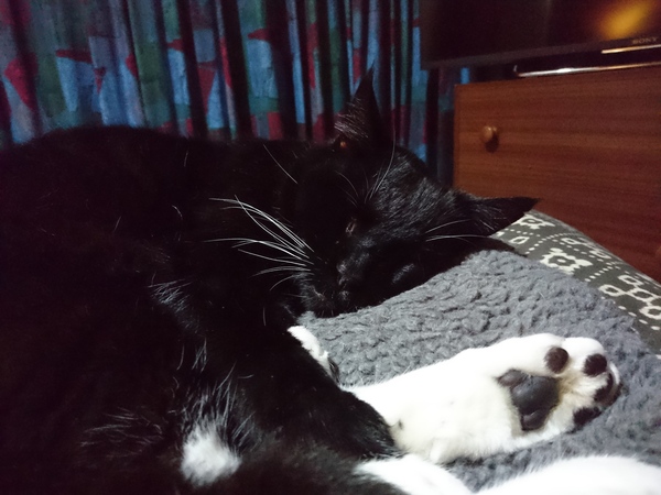 What's your DCat up to today? (Thread 7!)