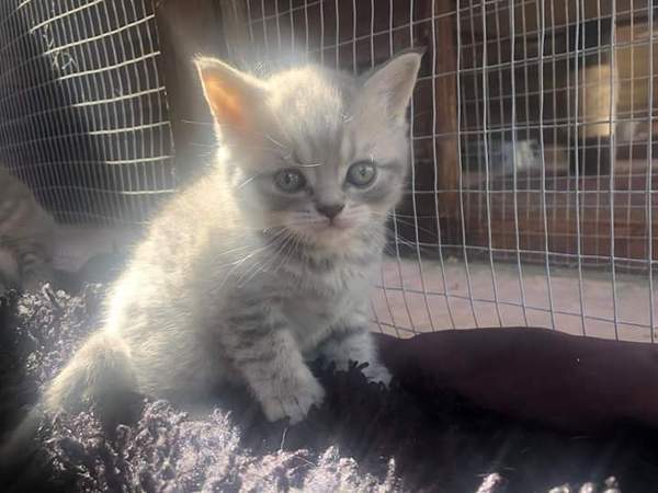 Tabby appreciation thread (with pics)