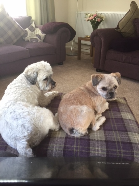 General Dog Chat Part III