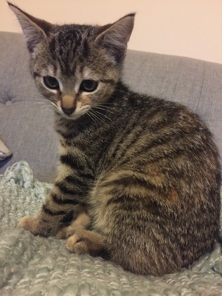 To think my new kitten is far too Cute?