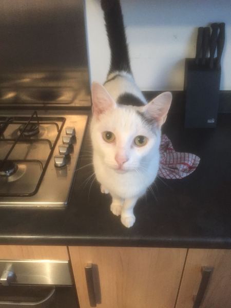 First time, unexpected cat owner. Advice please.