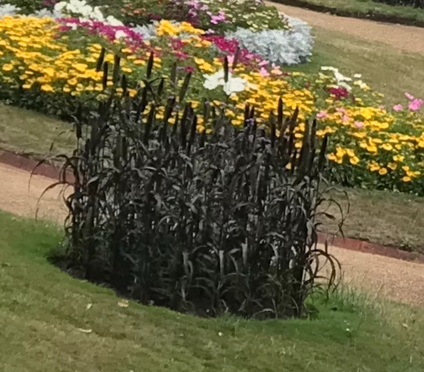 Plant ID please