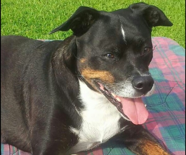 To think Mumsnet don’t approve of any dog?