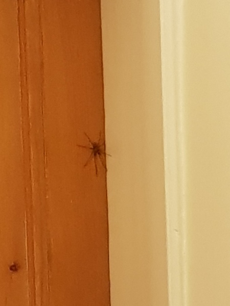 Fucking spiders!!!!!