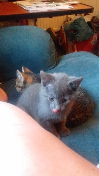 Kitten pic anyone?