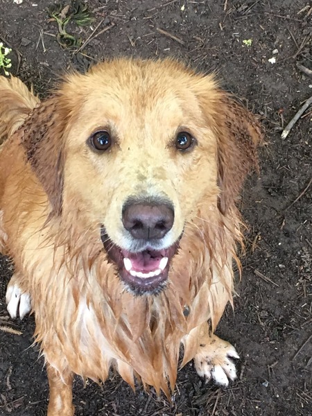 Breeds with good recall?