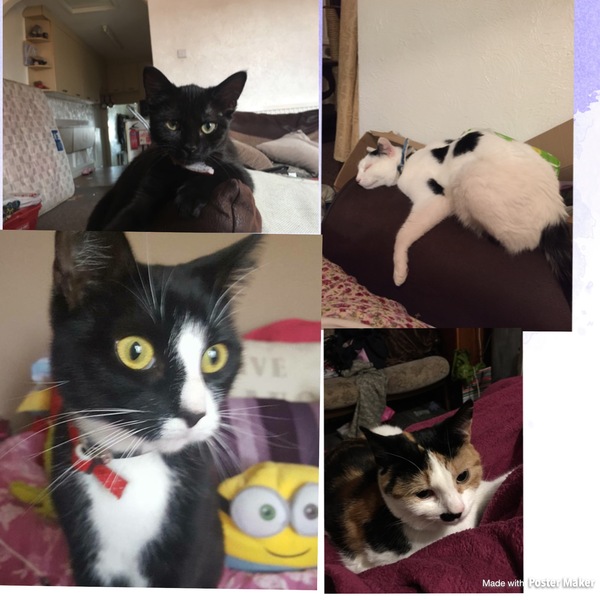 Names for cats