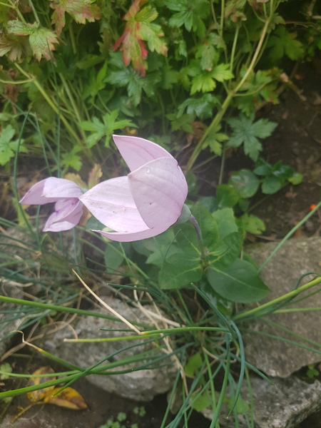 Flower identification help please