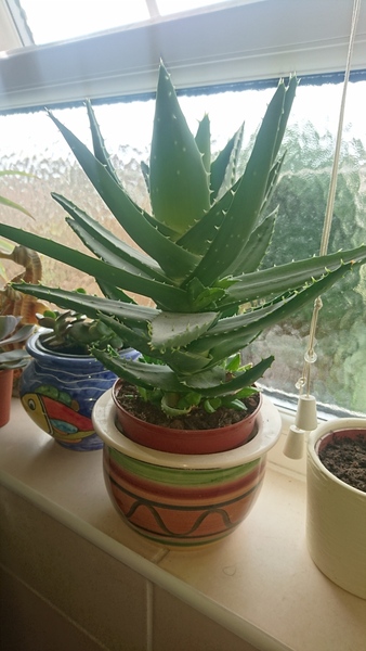 Succulent question