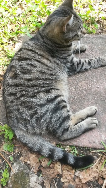 My baby cat s home alone tonight and I m not happy
