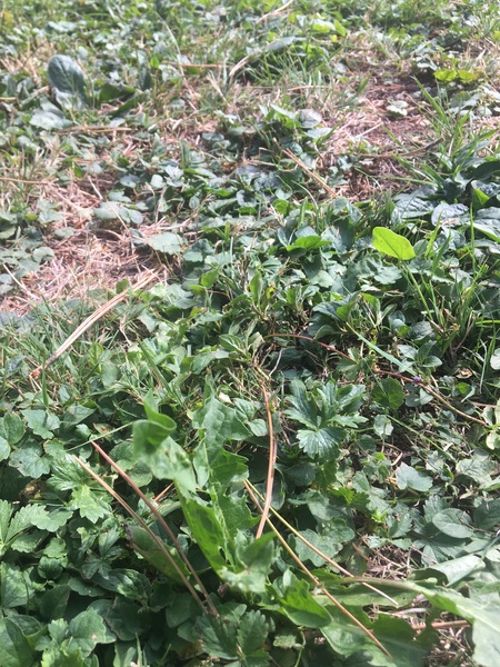 I think our lawn is all weed...