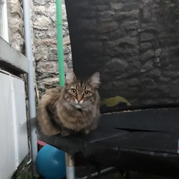 Tabby appreciation thread (with pics)
