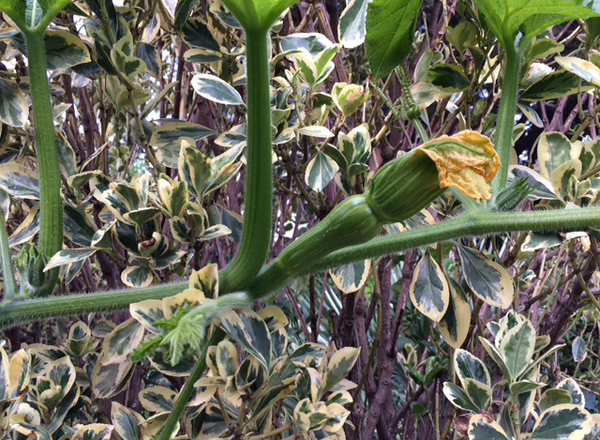 Allotment?Veg Patch Thread 13! Are we weathering the weather?