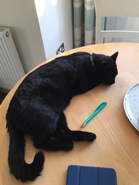 Happy International Cat Day!