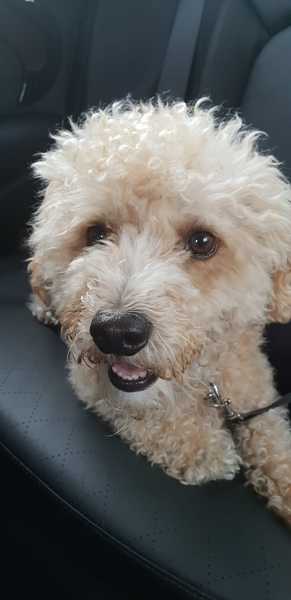 Is my dog the cutest??