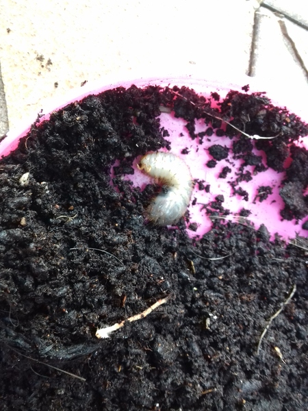 Wtf are these fat grubs?