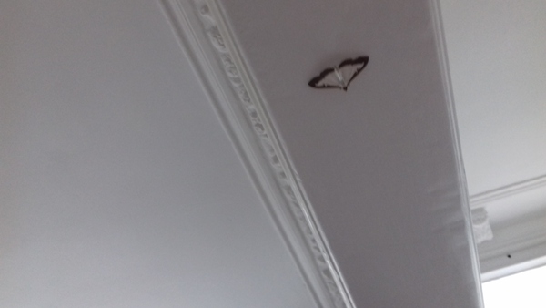 Is this a box tree moth?