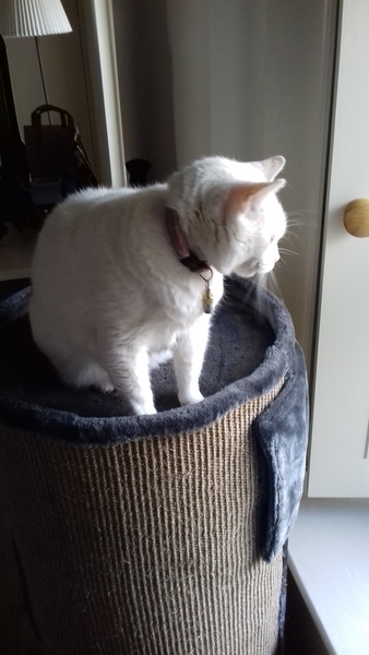 What's your DCat up to today? (Thread 7!)