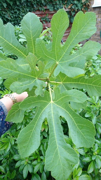 Plant ID