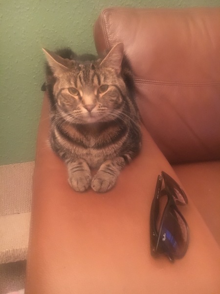 Tabby appreciation thread (with pics)