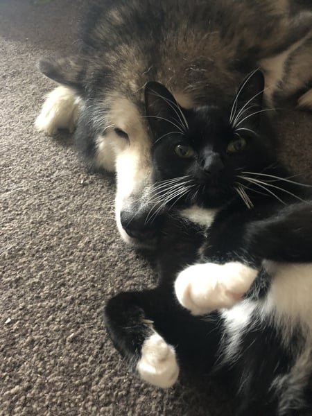 Cat peeing on bed