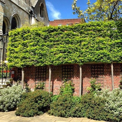 Am I a CF if I plant trees in my garden?