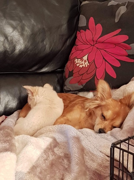 General Dog Chat Part III