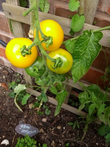 Allotment?Veg Patch Thread 13! Are we weathering the weather?