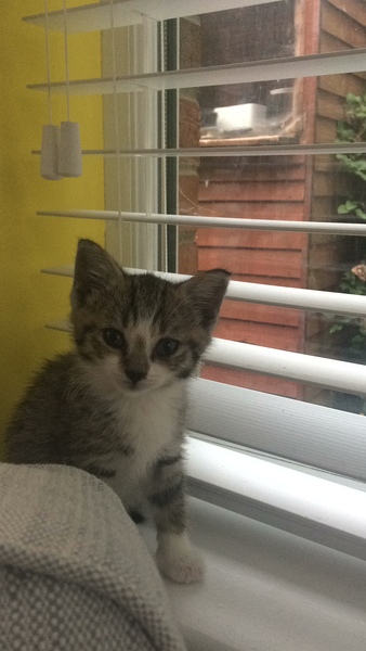 3 month old kitten - back garden