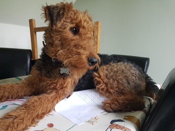 To think Mumsnet don’t approve of any dog?