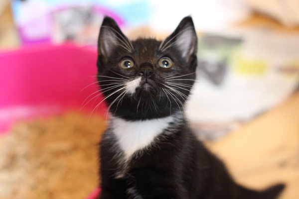 To think my new kitten is far too Cute?