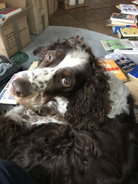 Springer spaniel owners