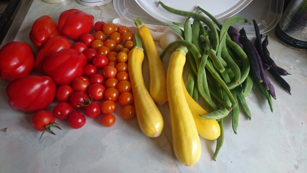 Allotment/Veg Patch Thread 12! Plotmenters hoping for better weather
