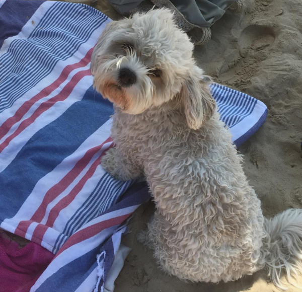 Aibu to get a puppy cavachon?